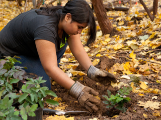 native plant revegetation